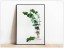 Print Fine Art Eucalipt