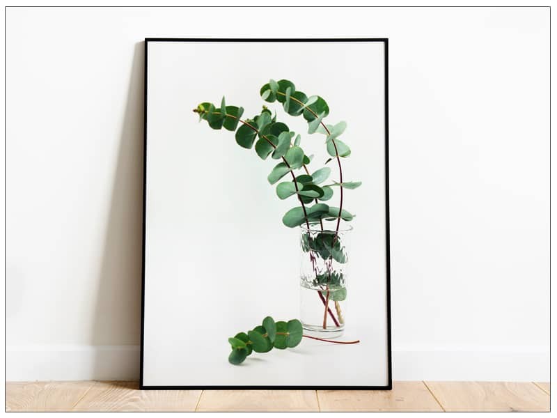 Print Fine Art Eucalipt