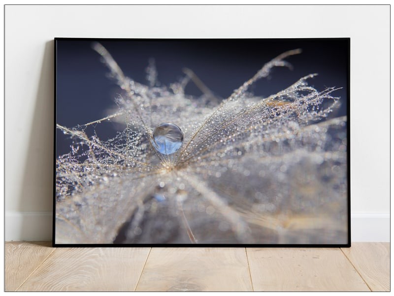 Tablou Art Print fotografii Pure Dew