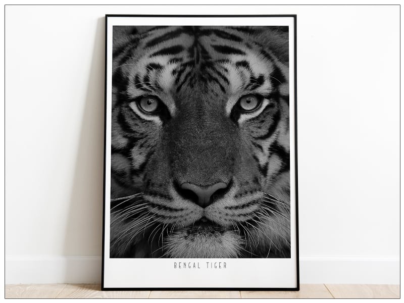 Tablou Fine art  print Tigru bengalez