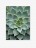 Tablou Fine Cactus