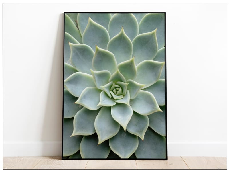 Tablou Fine Art frunze cactus