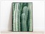 Tablou Fine Art frunze cactus