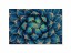 Tablou Fine Art Cactus Close Up frunze