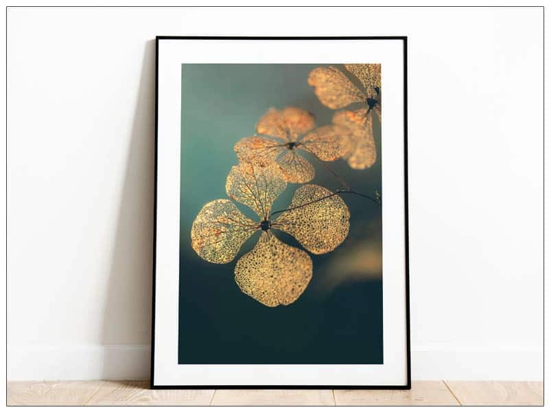  Tabloul Fine Art Dry Hydrangea