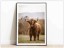 Tablou Art Print Scottish Highland Cattle