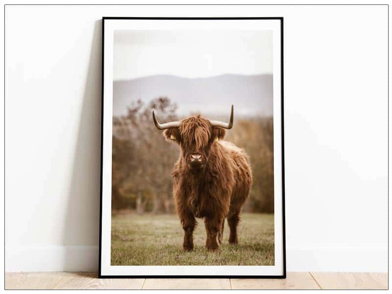  Tablou Art Print Scottish Highland Cattle