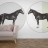 Tapet cai - Black Beauty