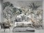 Foto Tapet Exotic trees flori si frunze exotice