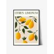 Tablou Art Print | Citrus Lemonum
