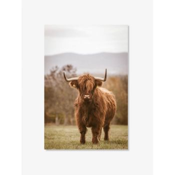 Tablou Art Print Scottish Highland Cattle