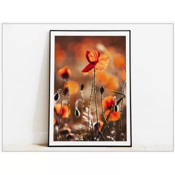 Tabloul Fine Art Poppies in the Sunset
