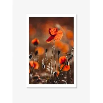  Tabloul Fine Art Poppies in the Sunset
