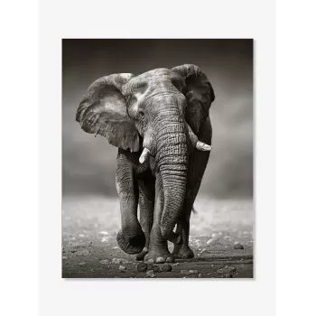Tablou art print elefant