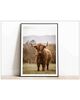  Tablou Art Print Scottish Highland Cattle