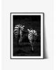 Tablou Photo Art | Zebra no.1 Alb Negru